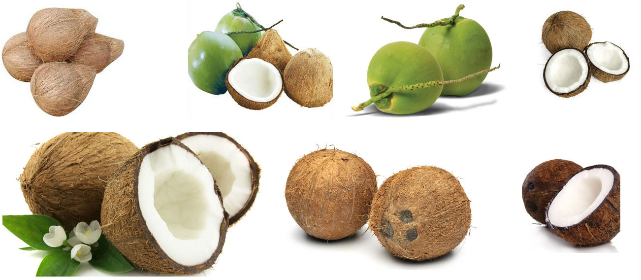 Coconut