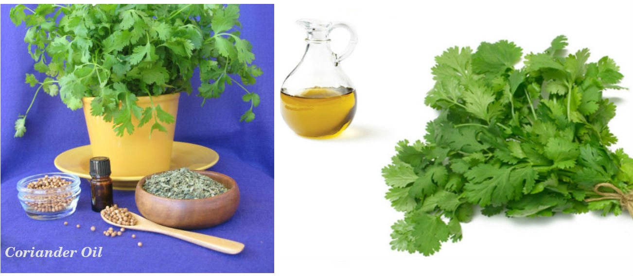 Coriander Oil