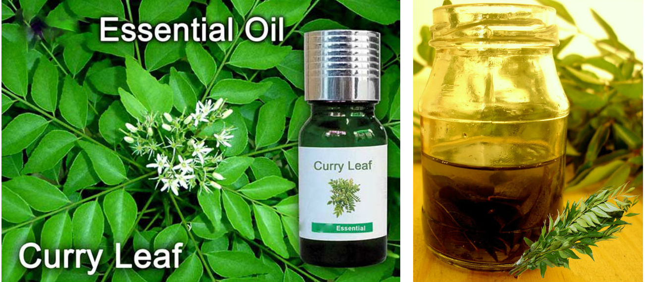 Curry Leaf Essential Oil