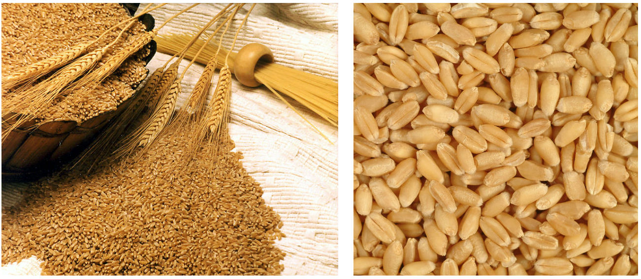 Durum Wheat