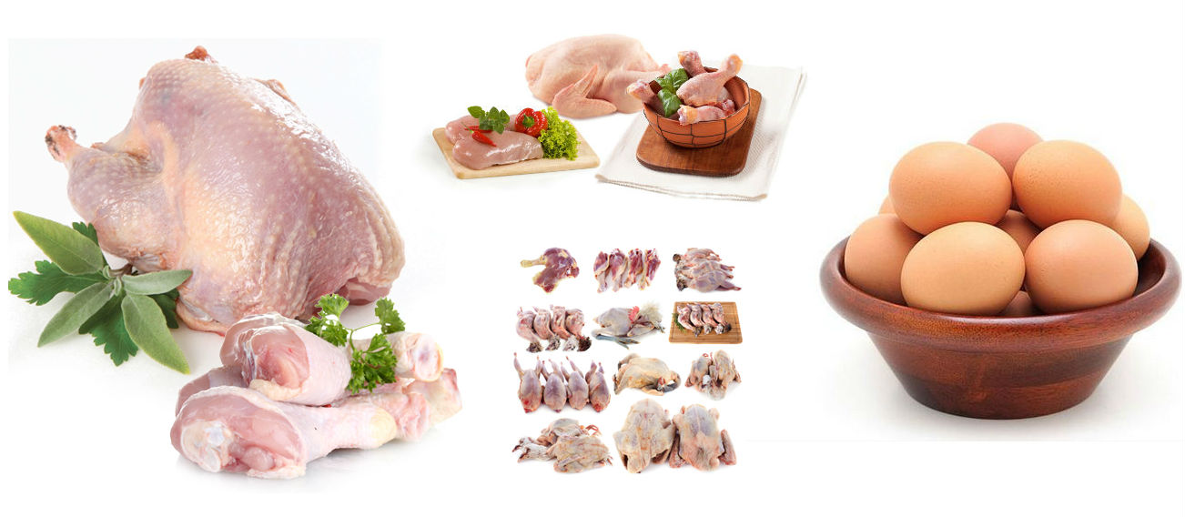 Meat & Poultry Food