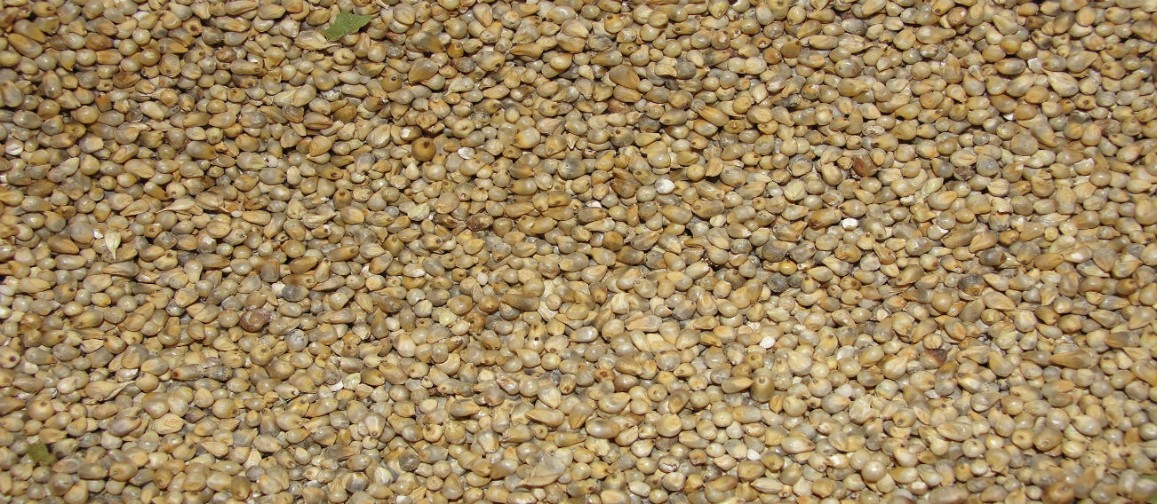 Pearl Millets