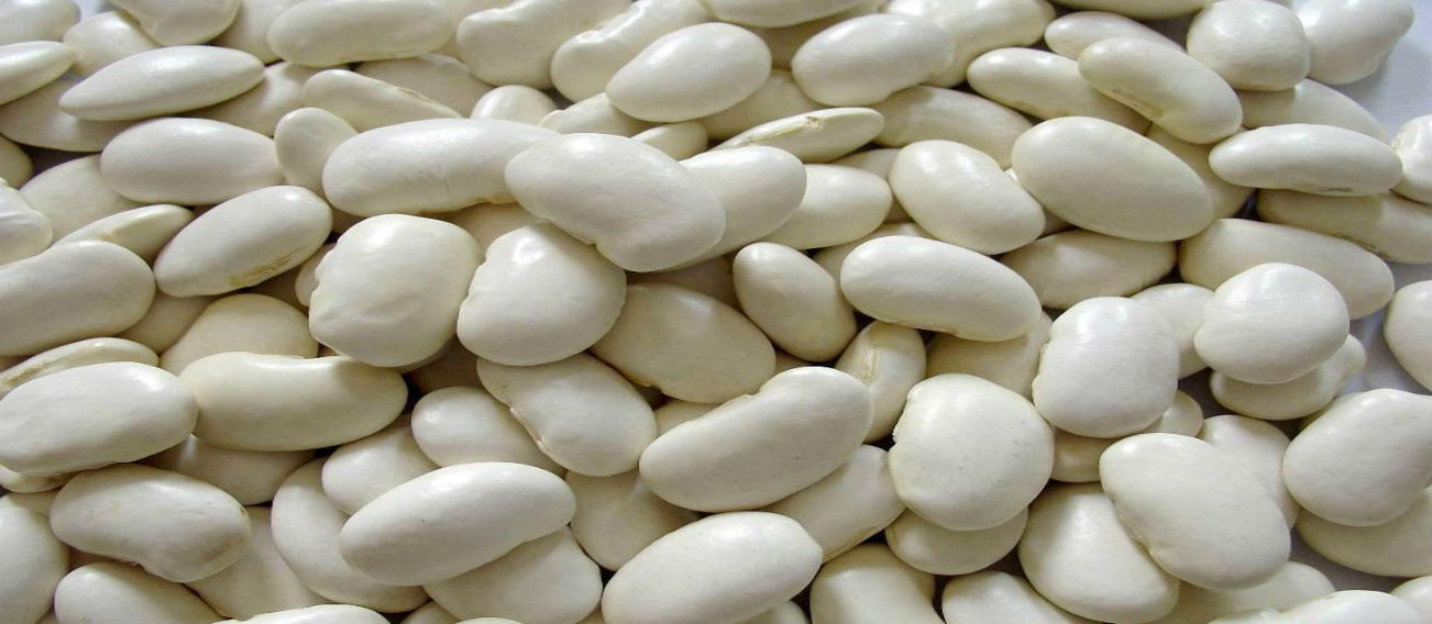 White Kidney Bean