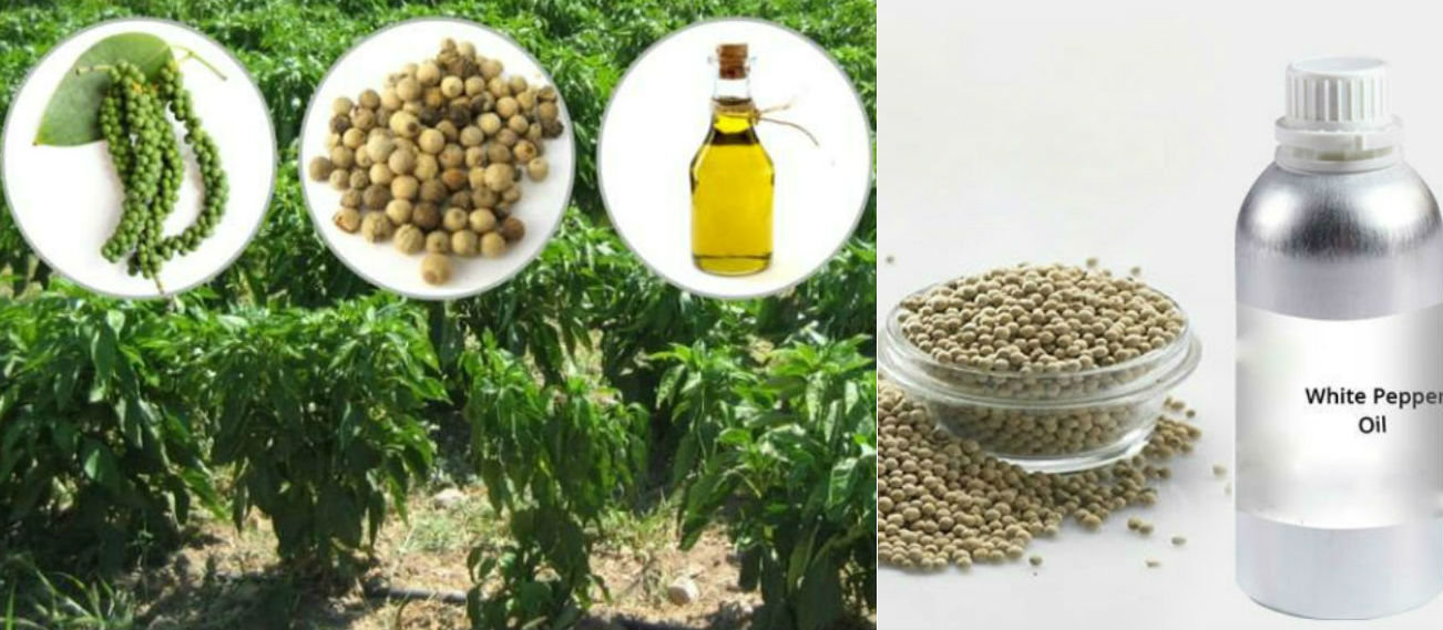 White Pepper Oil