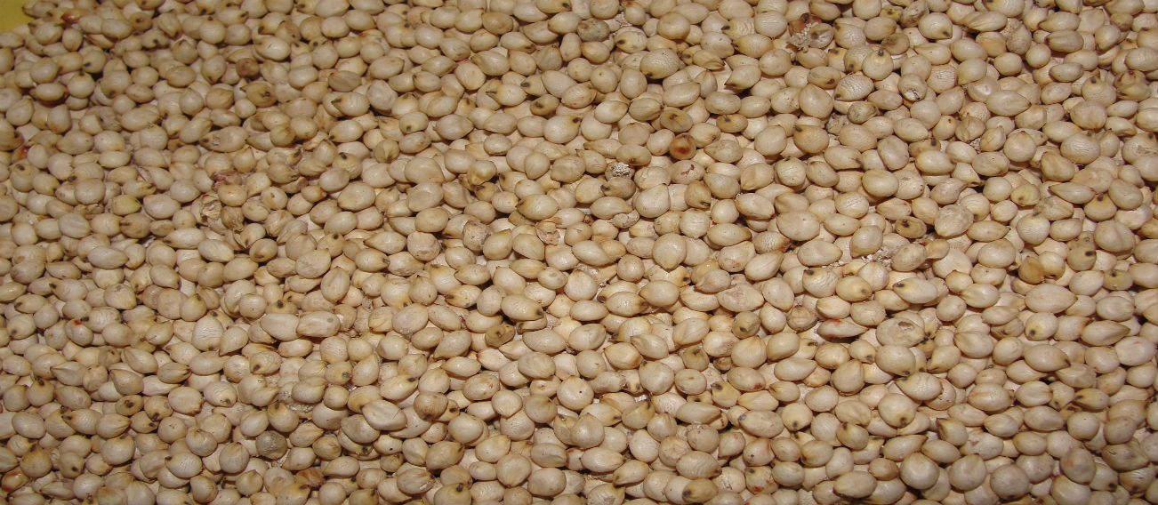 White Sorghum