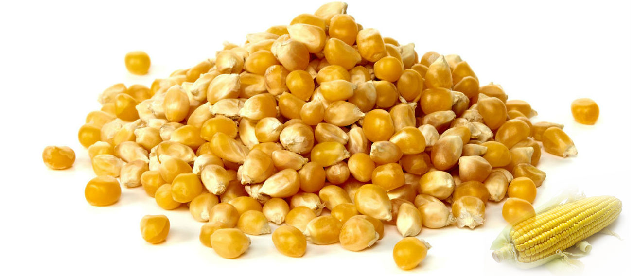 Yellow Corn