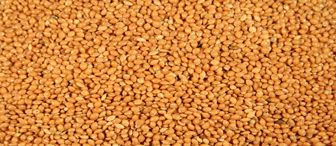 Yellow Millet